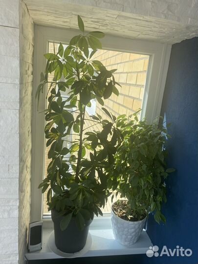 Шефлера вариегатная большая