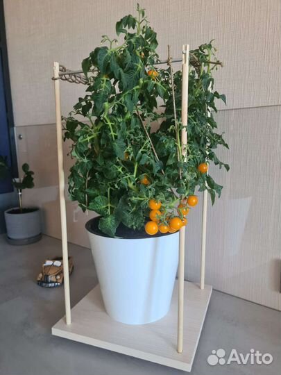 Томат болконный,Оранжевый,семена,рассада помидор