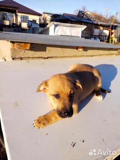 Щенок в добрые руки бесплатно