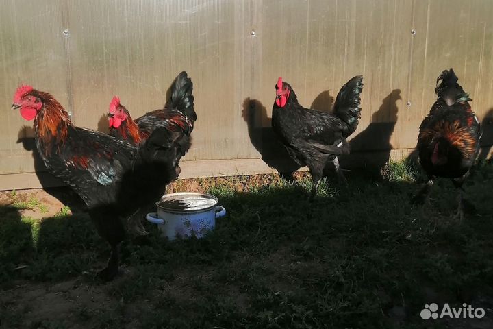 Петушки Мараны