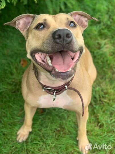 Питбуль в ответственный руки