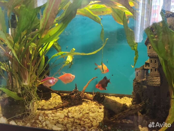 Аквариум с рыбками
