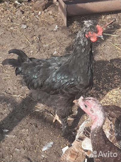 Продам молодого петуха