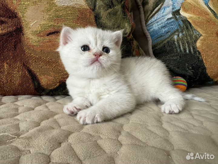 Британская шиншилла