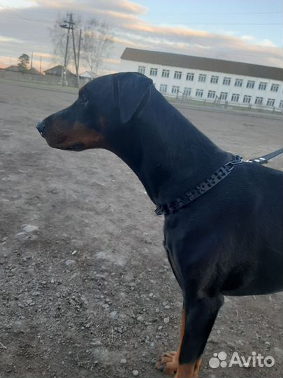 Доберман вязка