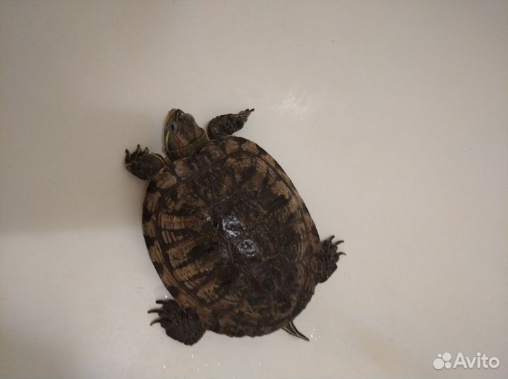 Черепаха водная