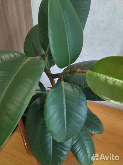 Фикус робуста