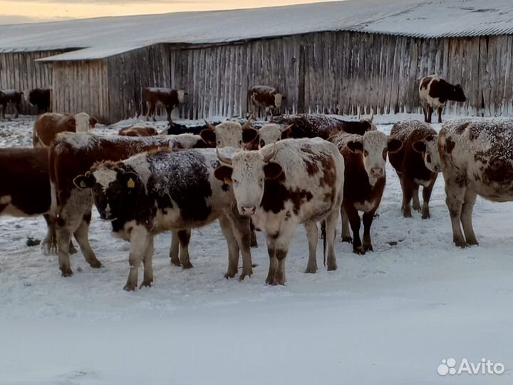 Быки живым весом