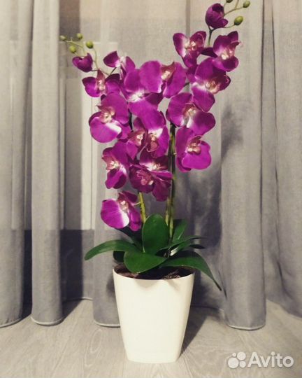 Орхидея интерьерная
