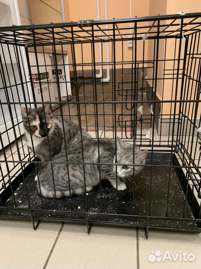 Котятки ищут дом