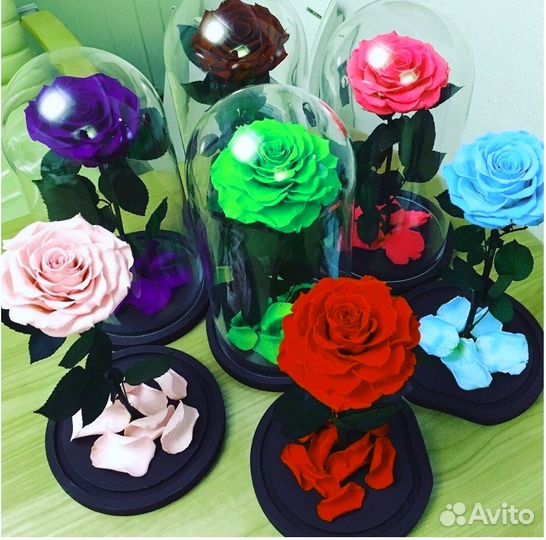 Вечная Роза в колбе. Много моделей. От завода