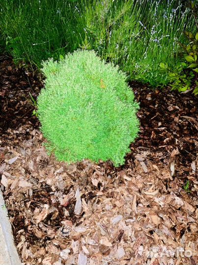 Туя шаровидная Тедди