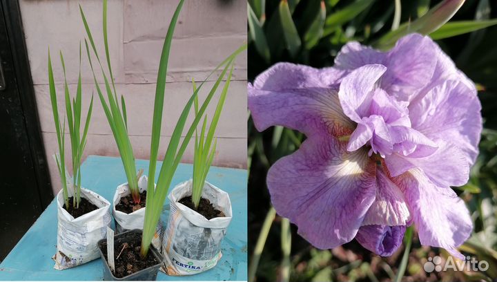 Гортензии, ирисы сибирские, декоратив.лианы и др