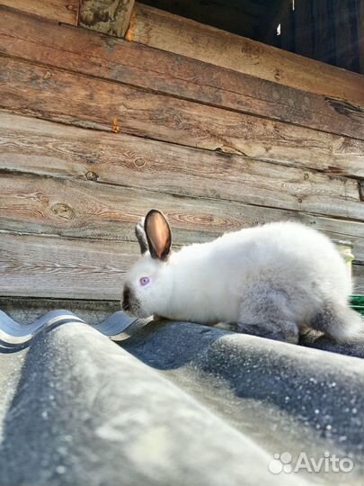 Кролики калифорния