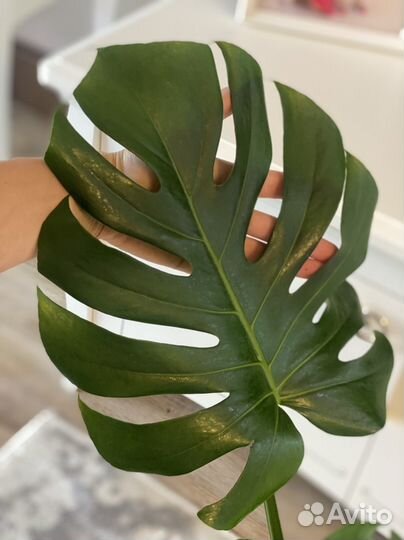 Монстера Делициоза в наличии