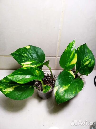 Эппипренум Сциндапсус обн.20.07