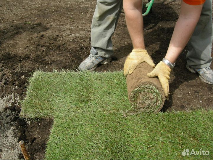 Рулонный газон. Озеленение участка