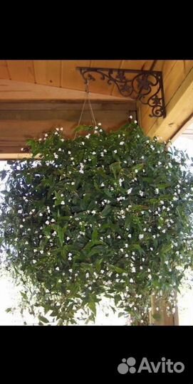 Традисканции Фата невесты