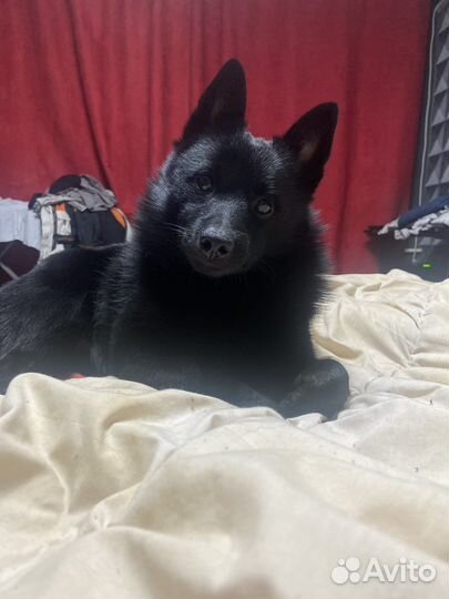 Передержка собак мелких пород в домашних условиях