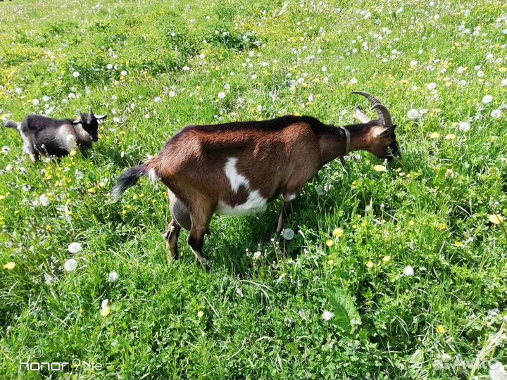 Домашнее яйцо козий сыр творог сливки масло молоко