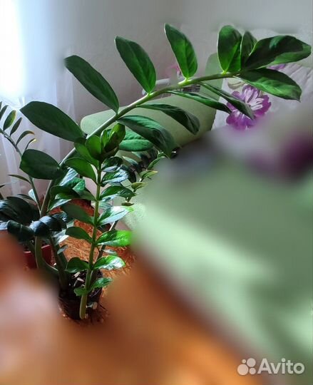 Замиокулькас высотой 50-90см