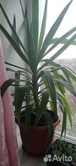 Комнатные цветы юкка
