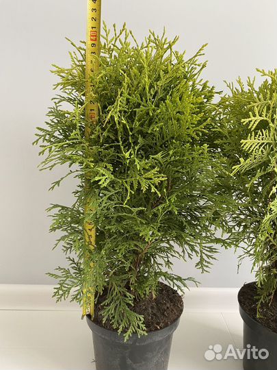 Туя Голден глоб