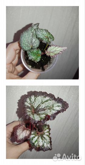 Бегонии декоративно лиственные