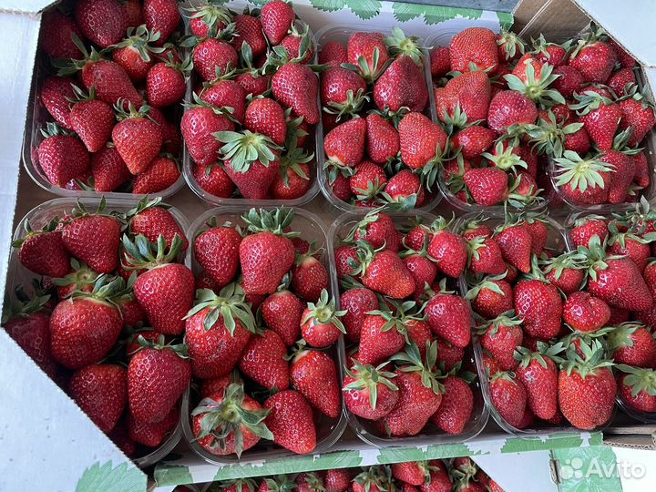 Клубника свежая