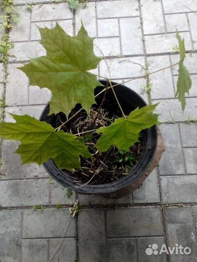 Клёны русские пятипалые