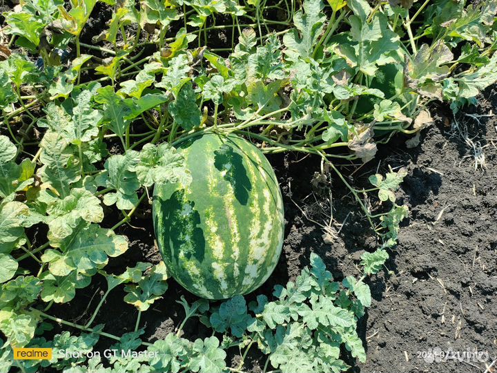 Арбуз оптом Каристан