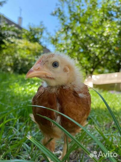 Цыплёнок подросток