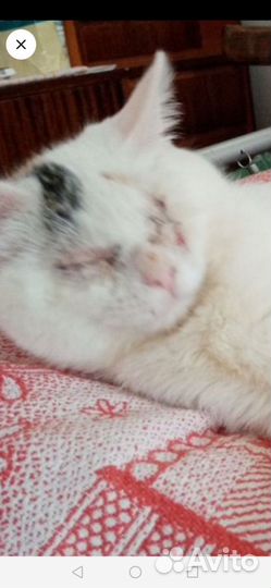 Кошки в добрые руки бесплатно