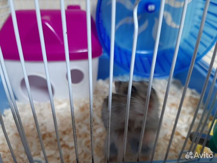 Джунгарский хомяк девочка