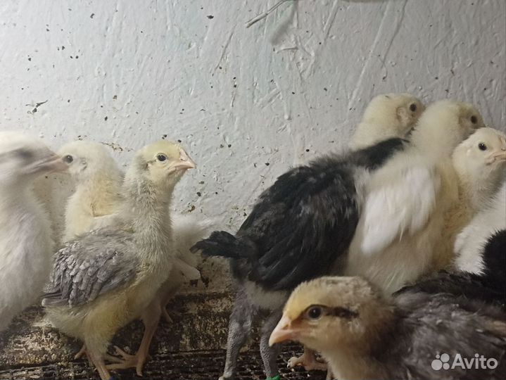 Цыплята пород Пушкинская, Австралорп