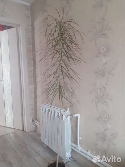 Пальма драцена