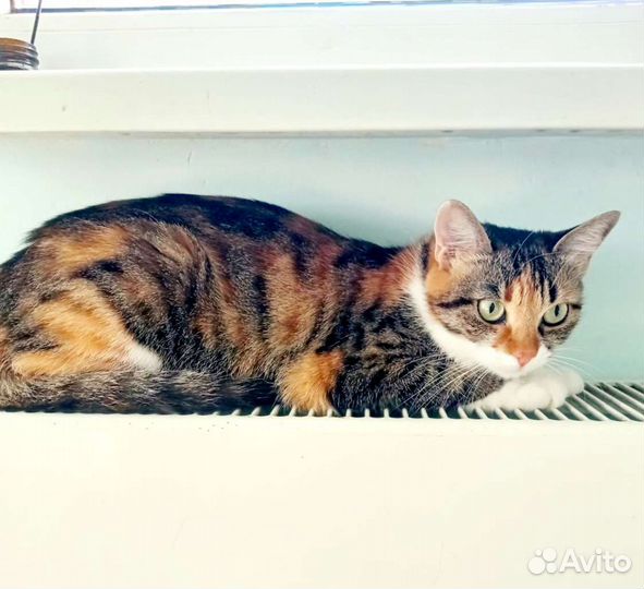 Трёхцветная кошечка на счастье