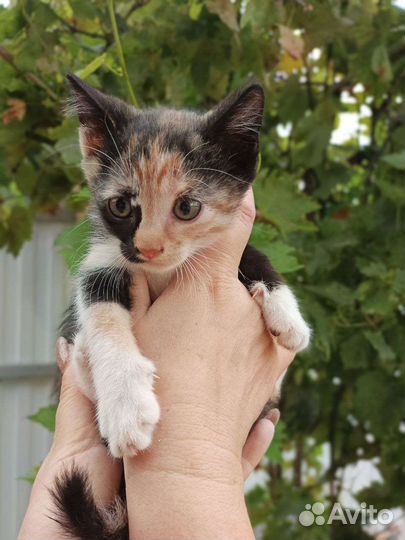 Трехцветный котенок принесет вам счастье