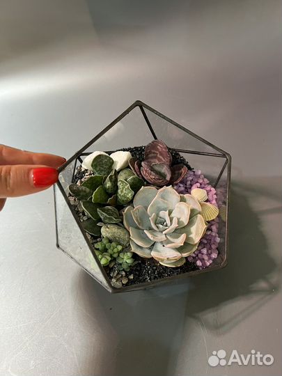 Флорариум подарочный, ретроградный меркурий