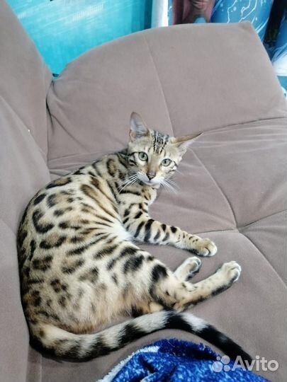 Бенгальские котята