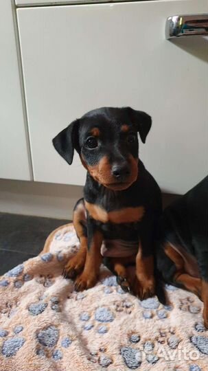 Щенки цвергпинчера