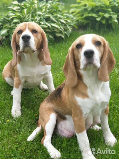 Передержка собак