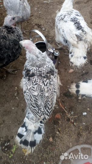 Индюки индюшата