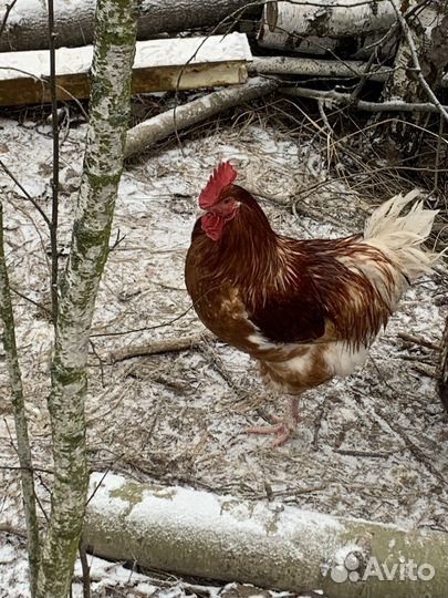 Молодые петухи