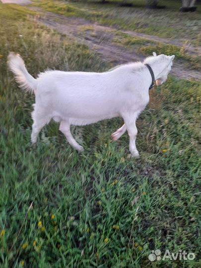 2 козочки дойные