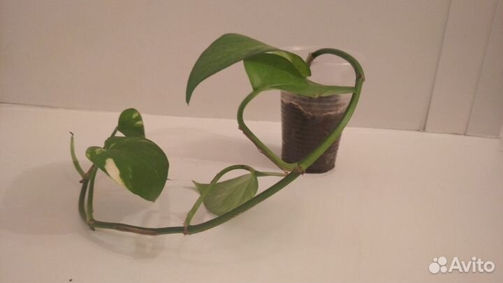 Сингониум, эпипремнум