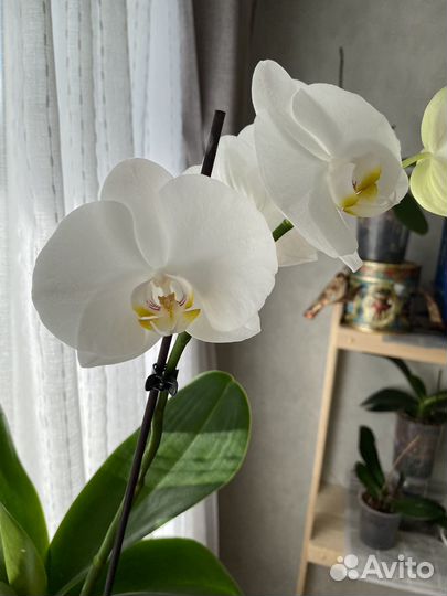Орхидея фаленопсис