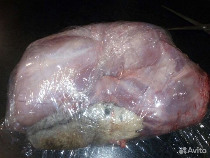 Мясные породы кроликов