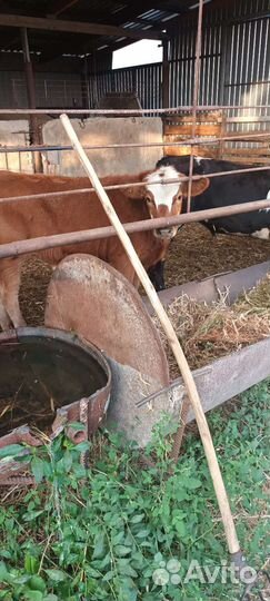 Бычки на откорм 28 голов