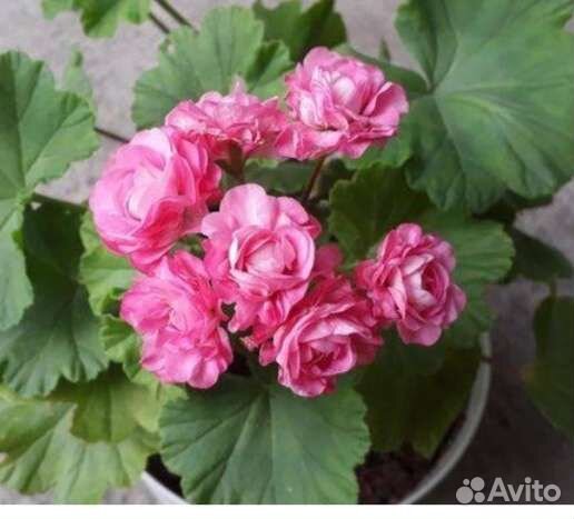 Пеларгония герань сортовая